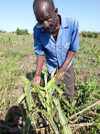 Mozambique pest damage to maize crop