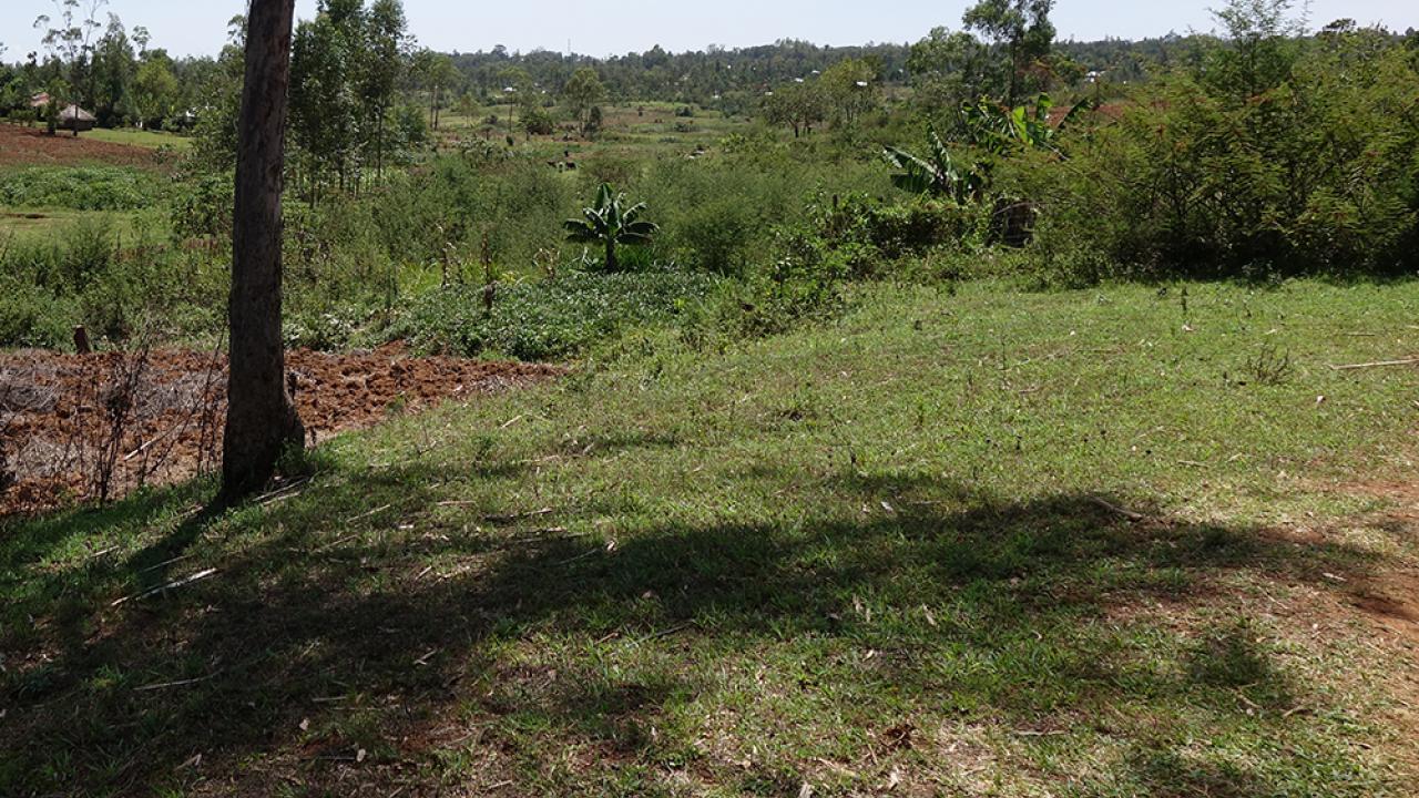 Field in Kenya