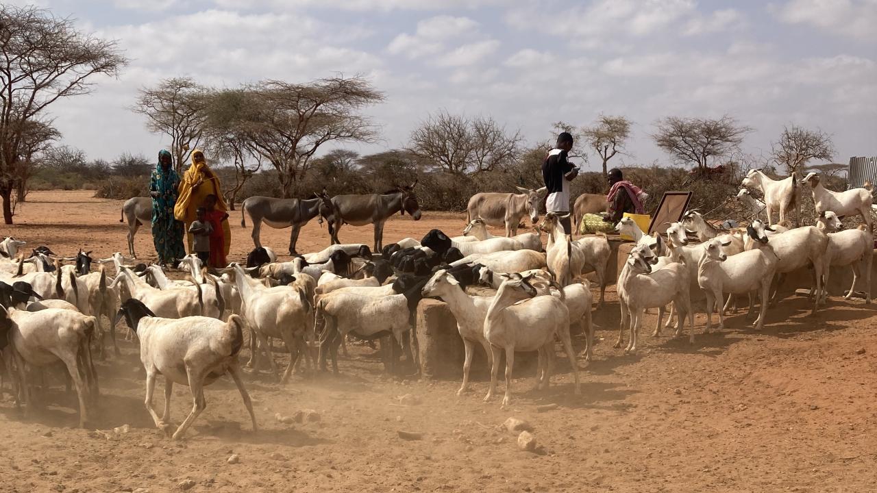 Samburu livestock scene