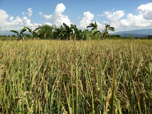Haiti field