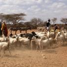 Samburu livestock scene