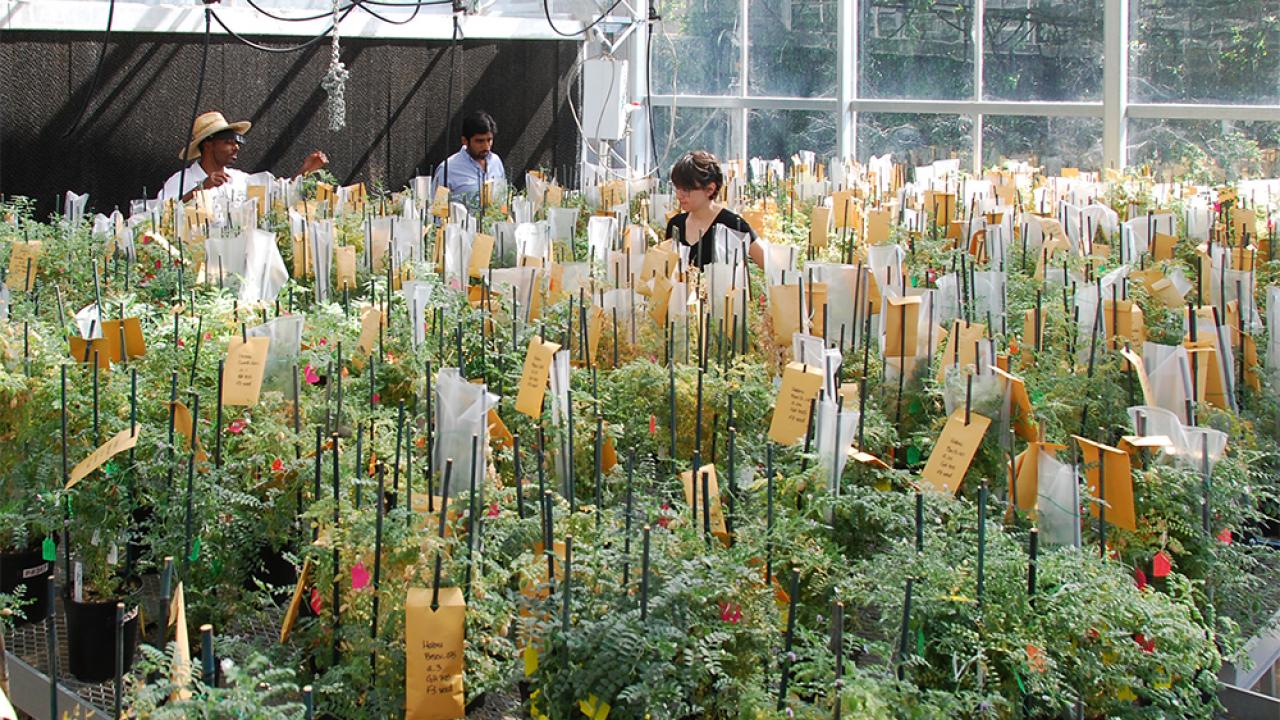 Chickpea development at UC Davis