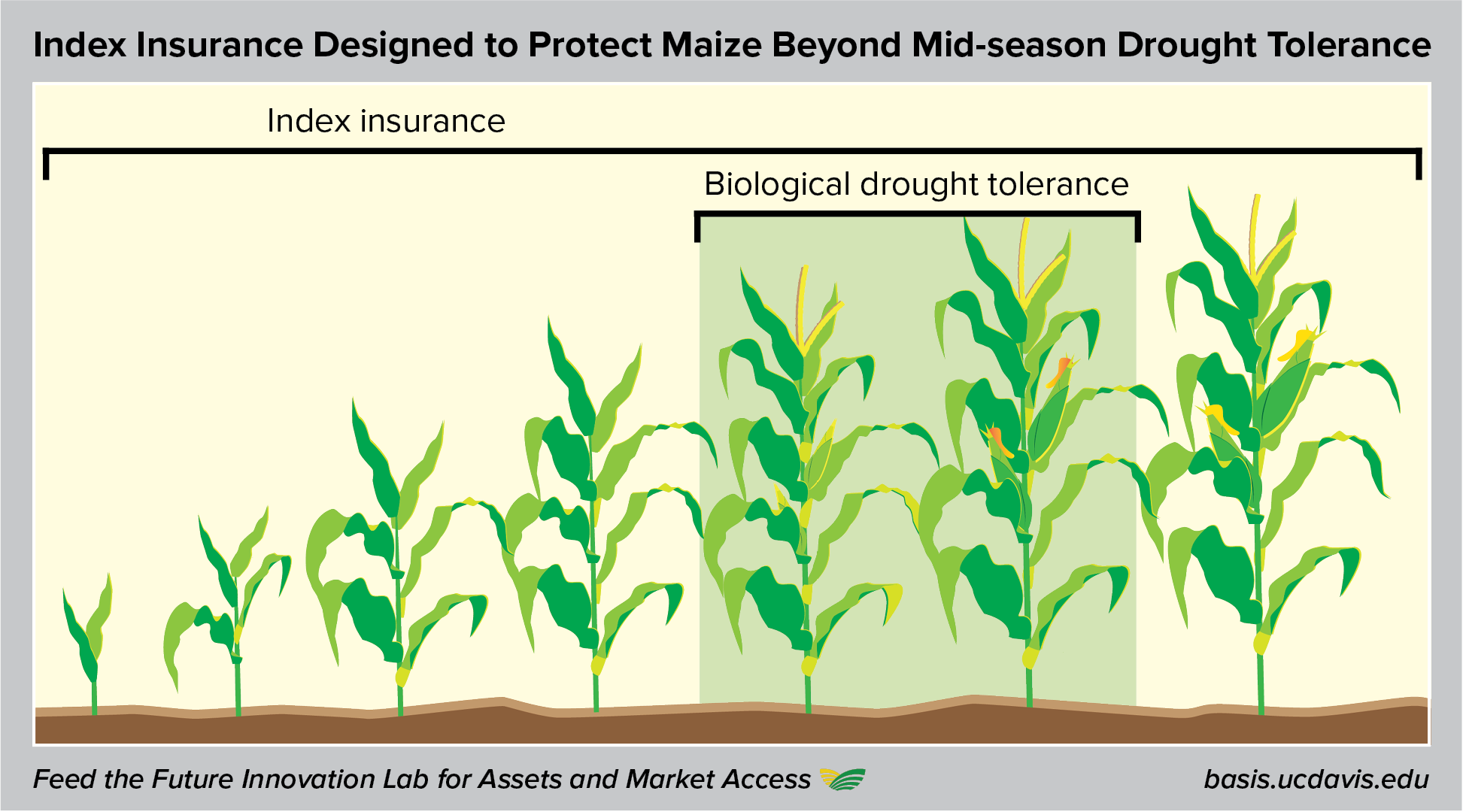 DT maize insurance illustration