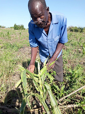 Crop damage in Mozambique