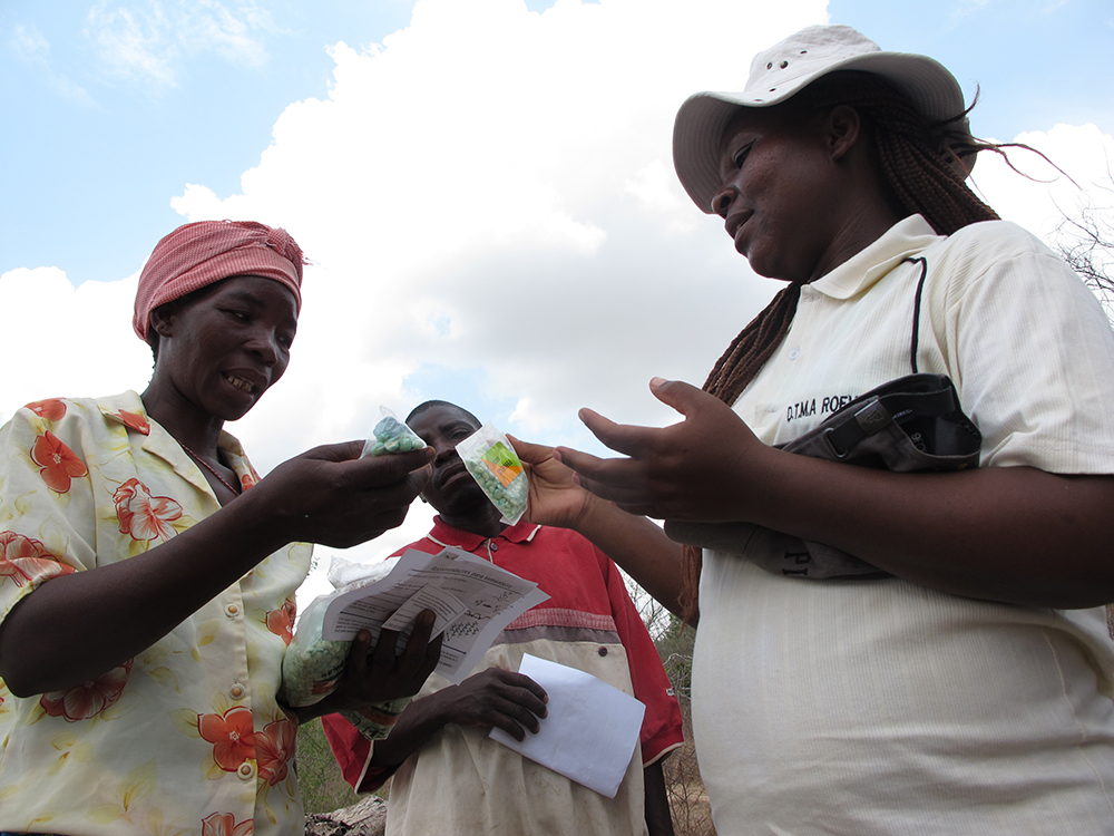 Drought-tolerant maize in Mozambique