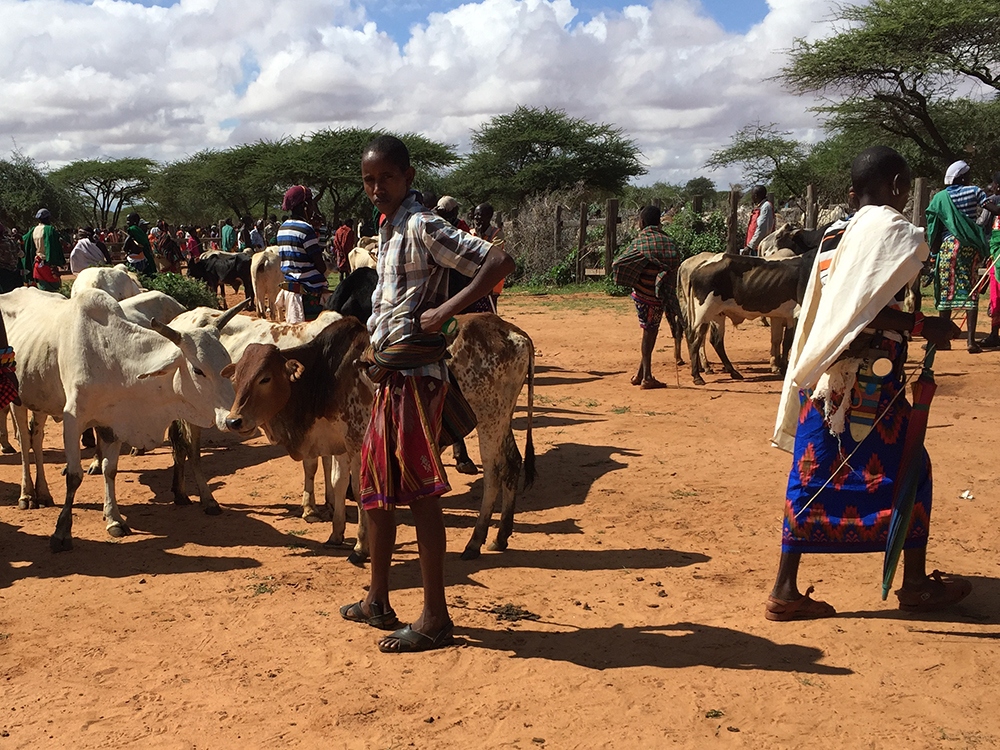 Cattle market in Samburu, Kenya
