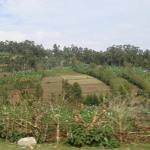farm in Ethiopia