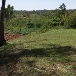 Field in Kenya