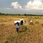 Haiti small-scale farmers