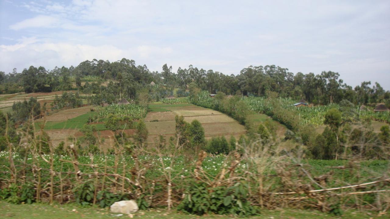 farm in Ethiopia