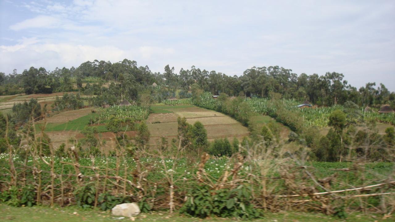 Hilly Bangladeshi farms