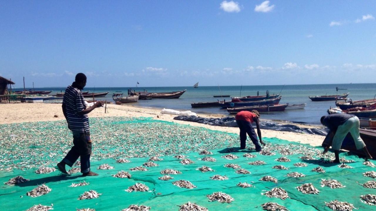 fishery in Tanzania