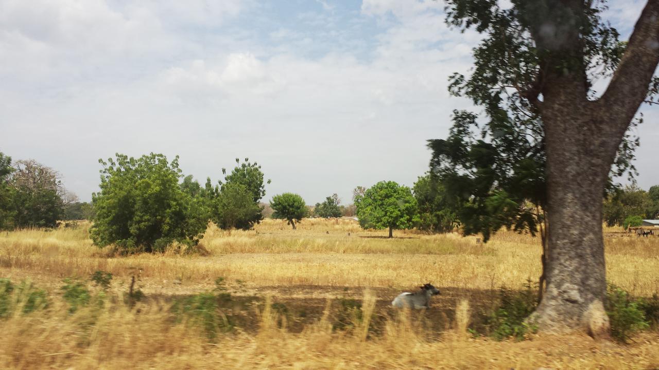 pasture in Ghana