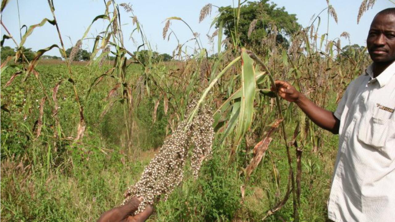 farmer in Mali