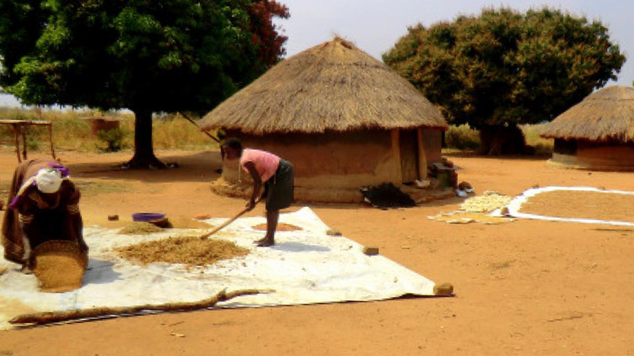 farmers in Ghana