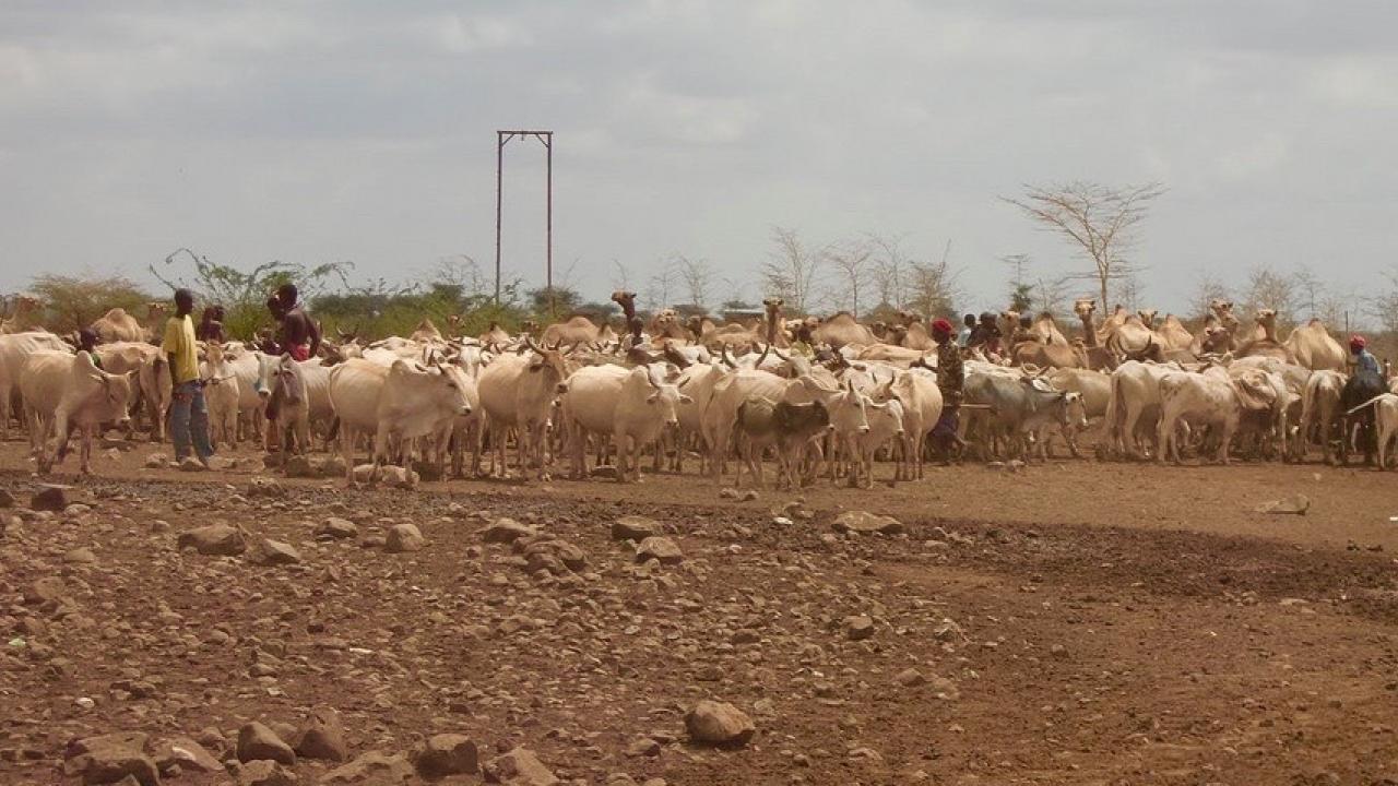 Herd of cows