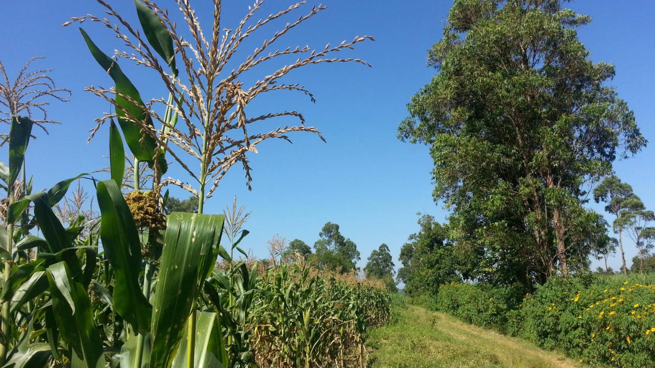 Kenya maize field