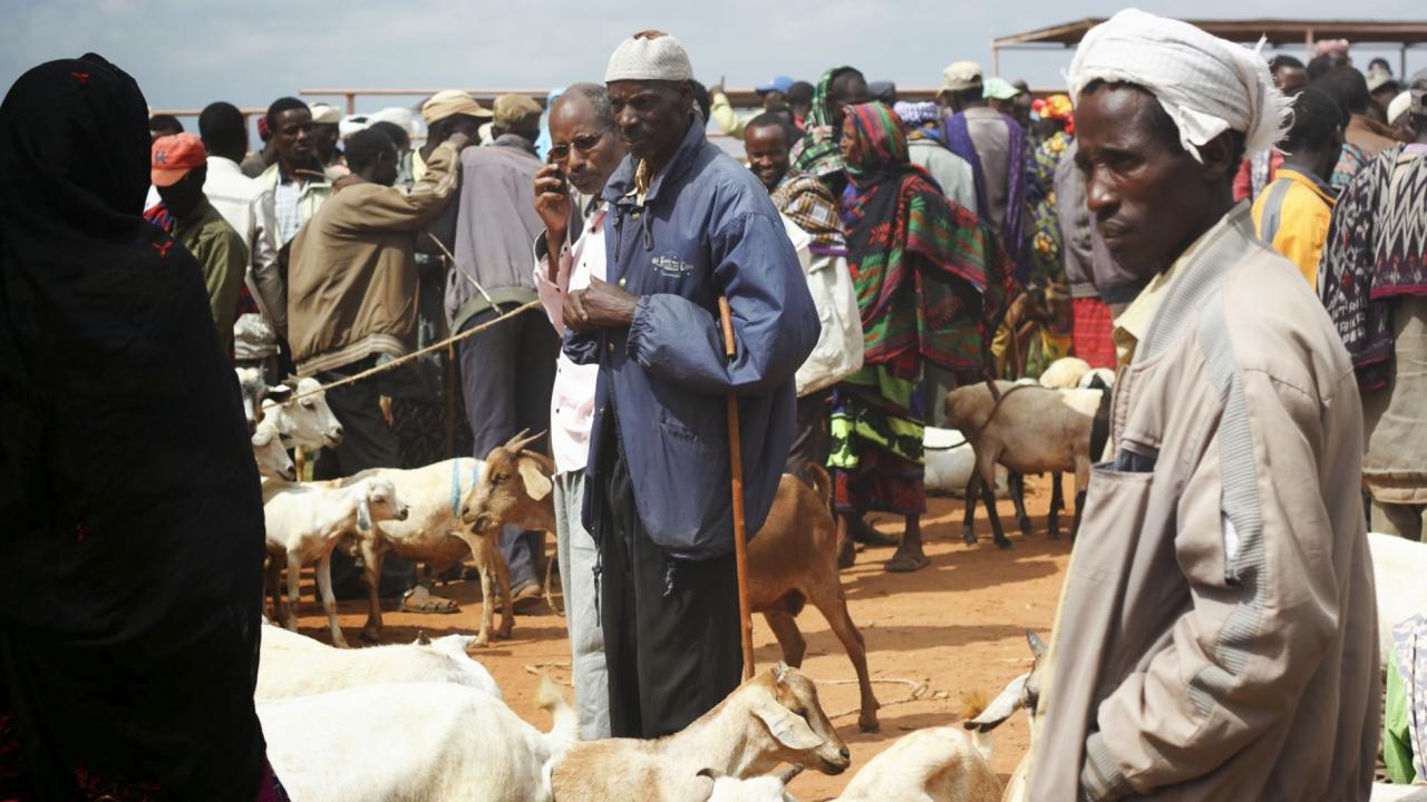 goat market