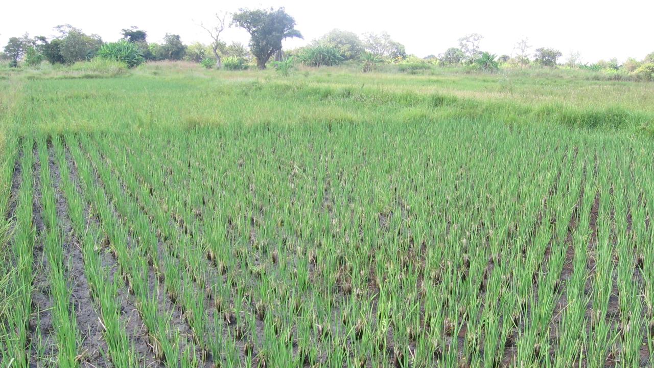 Farm in Tanzania