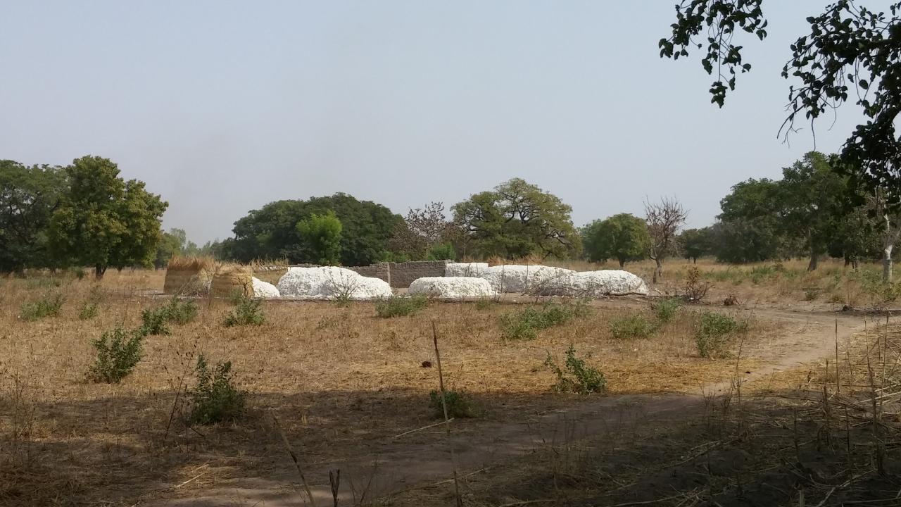 cotton harvest Burkina Faso