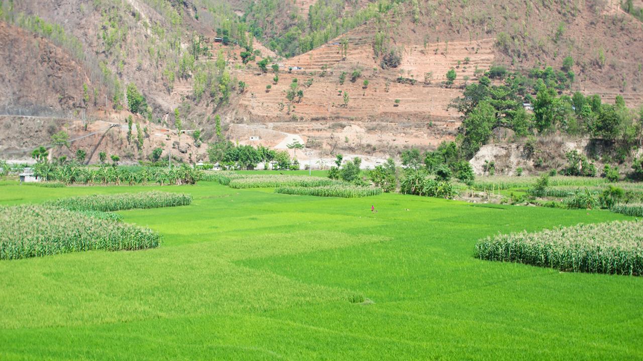 rice farm in Nepal