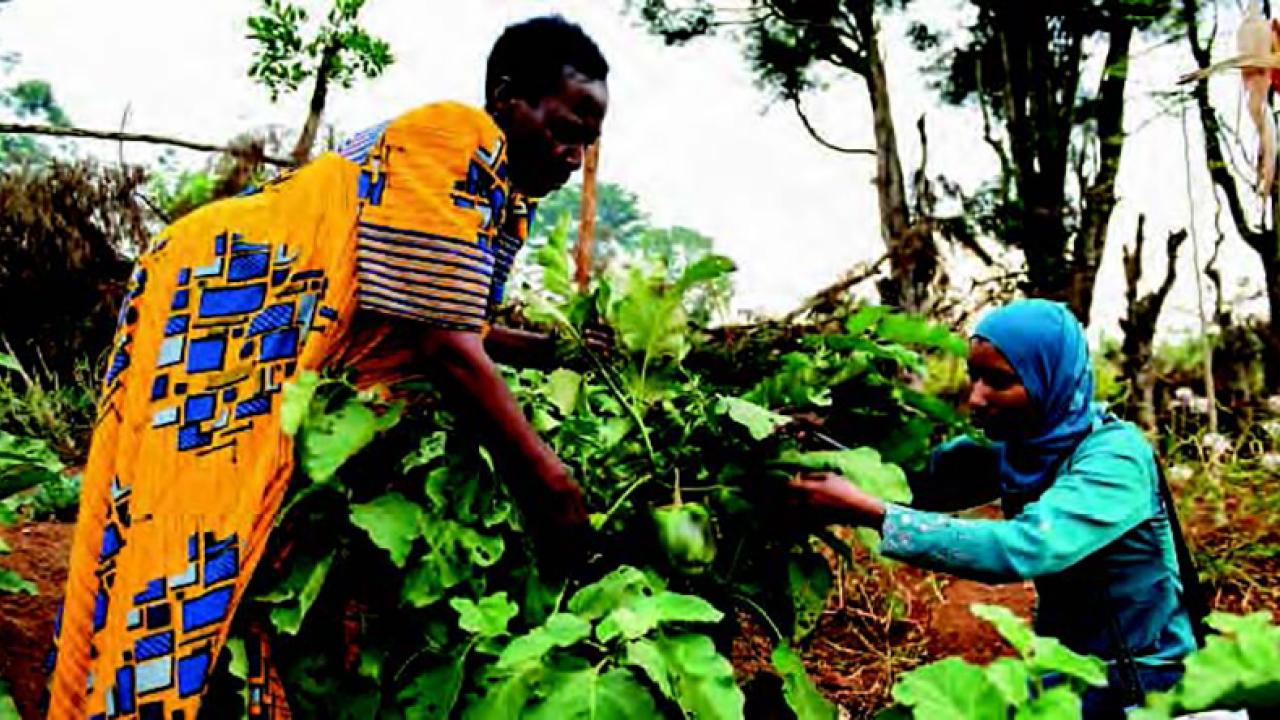 women farmers in Uganda