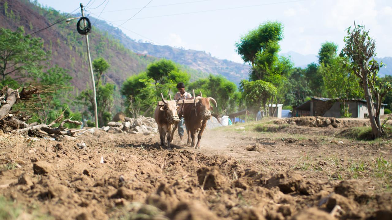 farm in Nepal