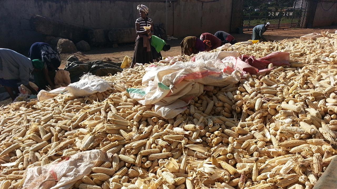 Kenya maize