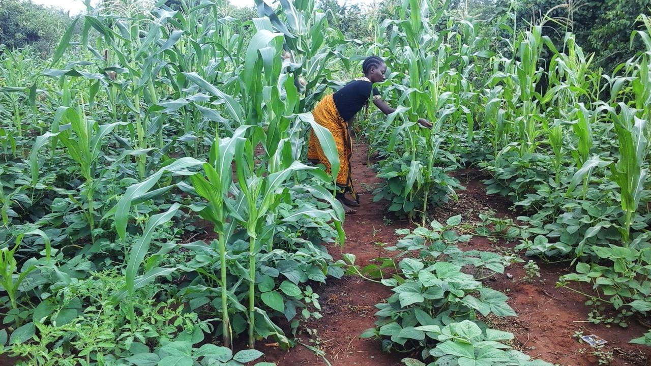 Farmer in Tanzania