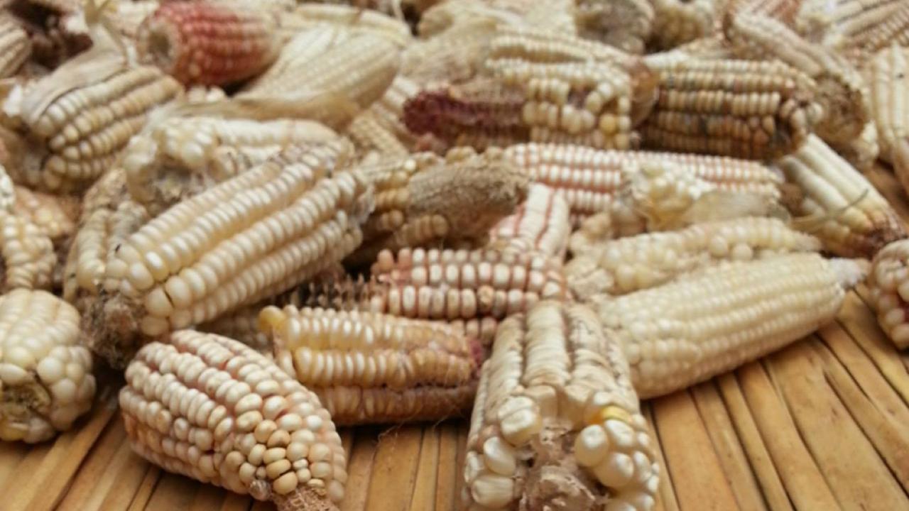 maize