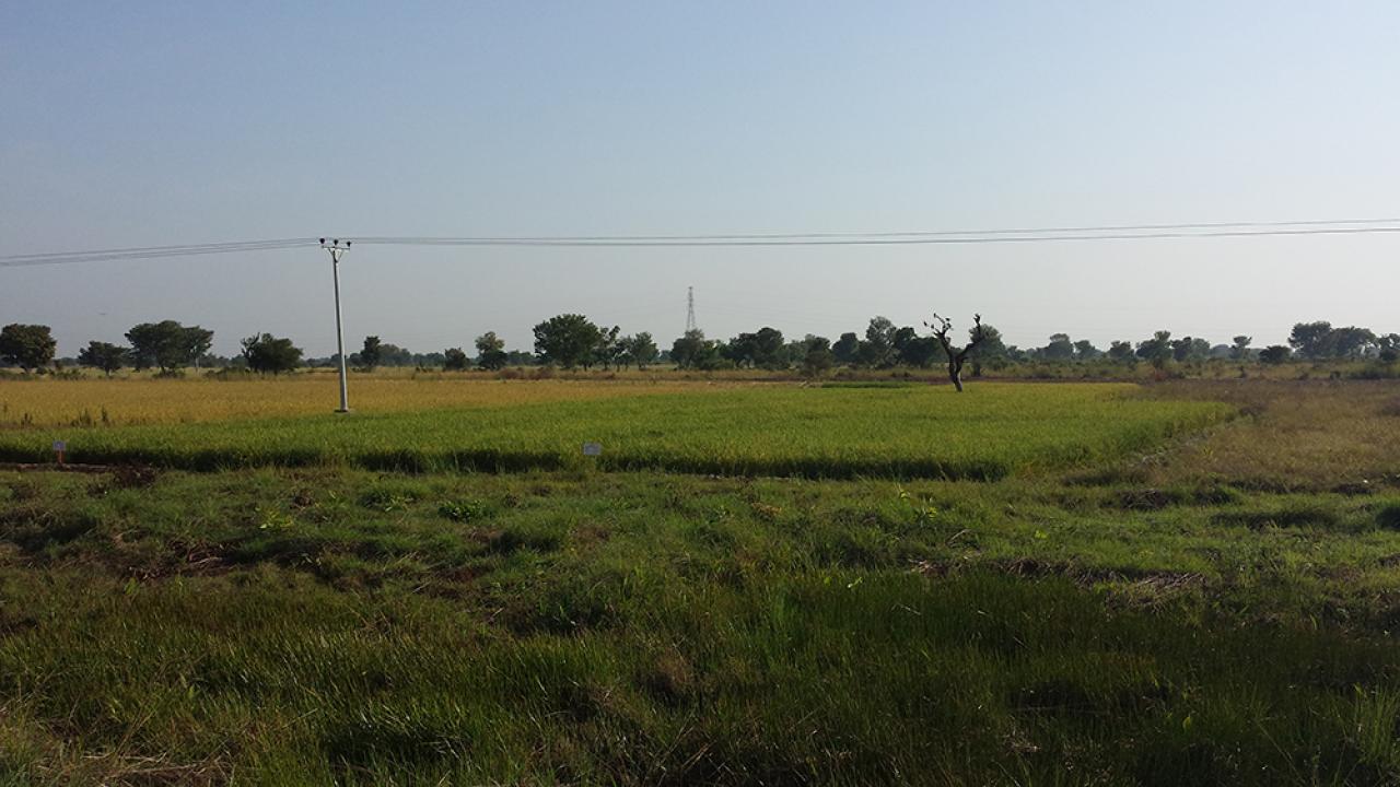 field in Ghana