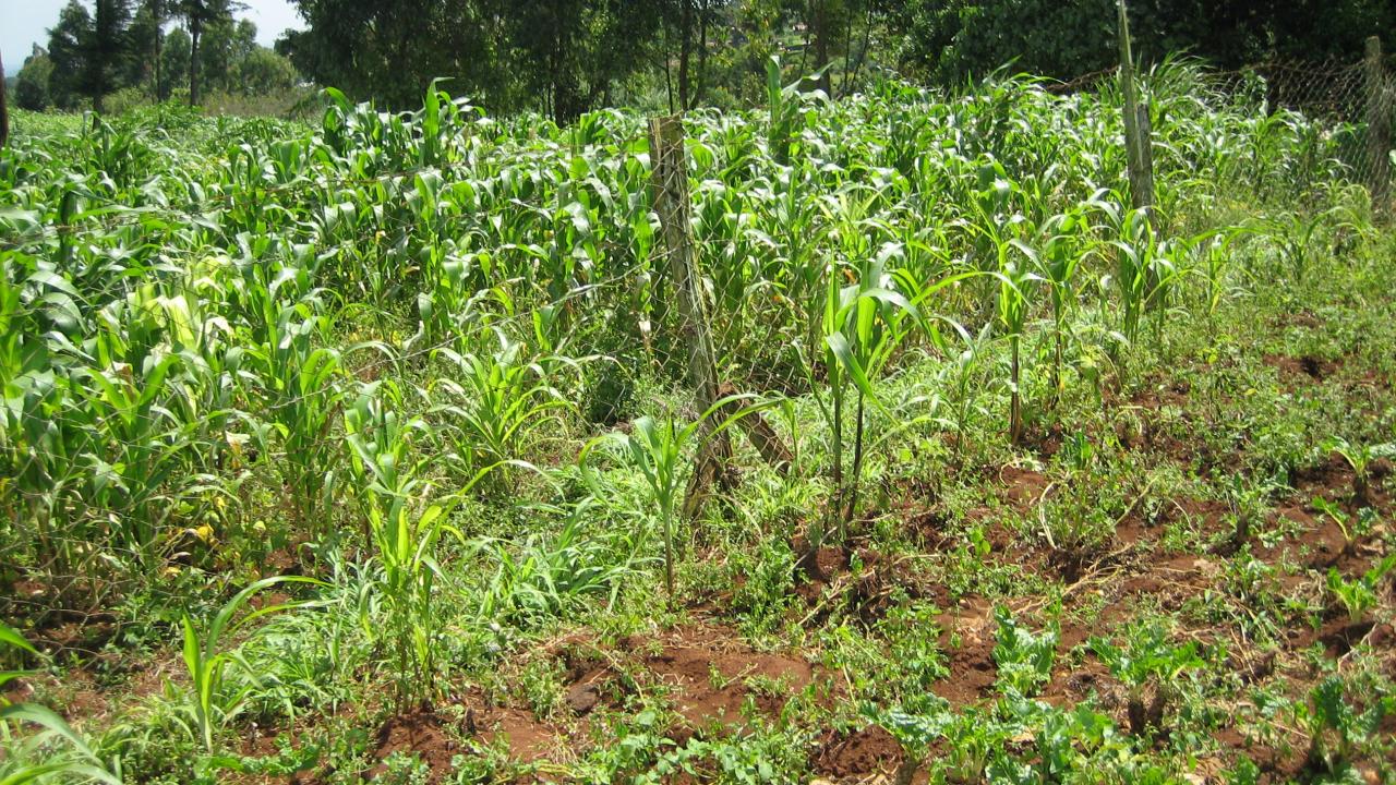 farm in Kenya