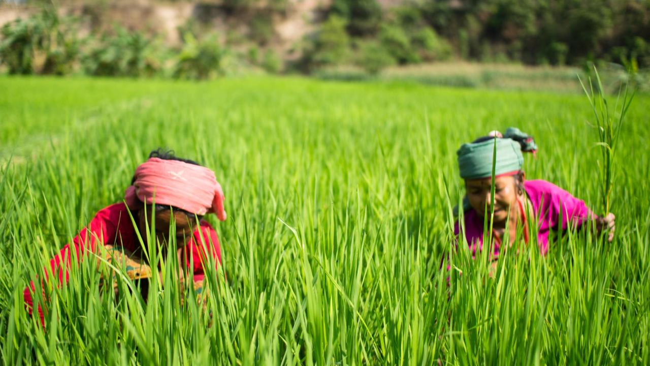 Research in Nepal