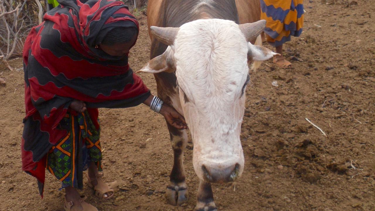 woman and cow
