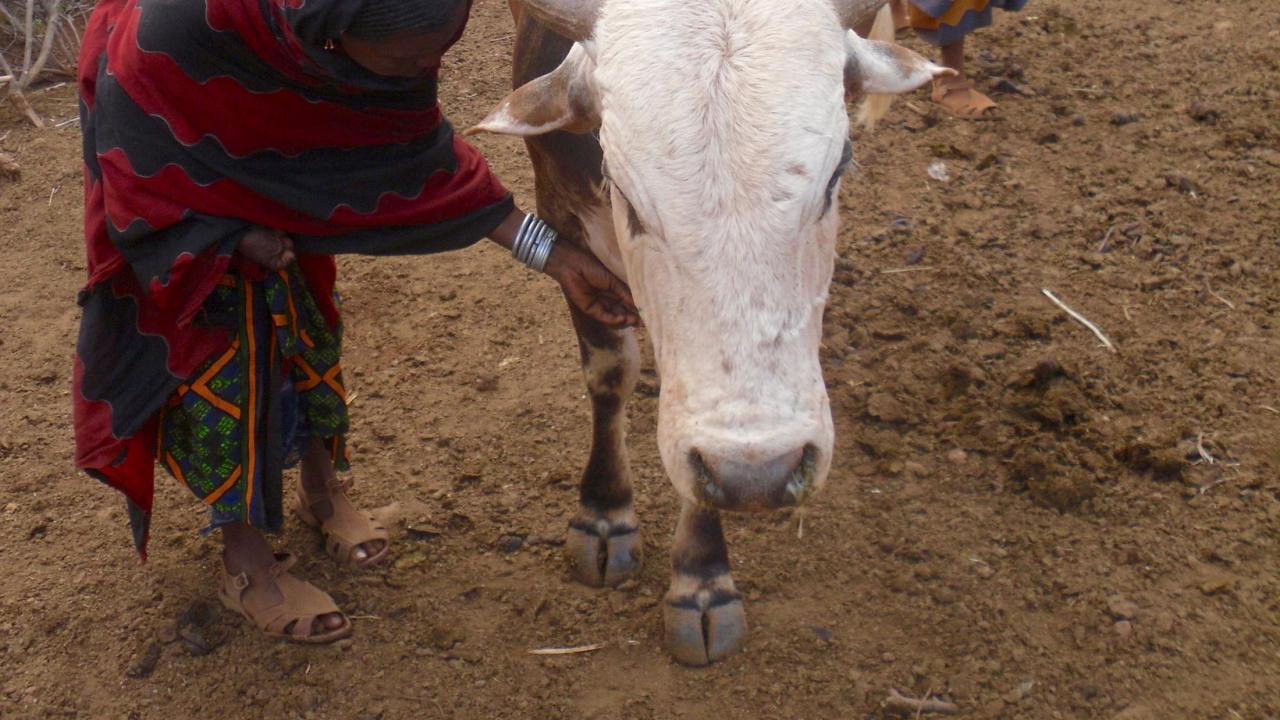 woman and cow