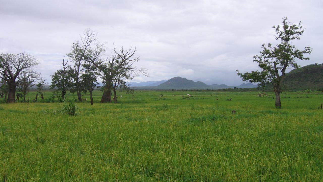 Field in Tanzania