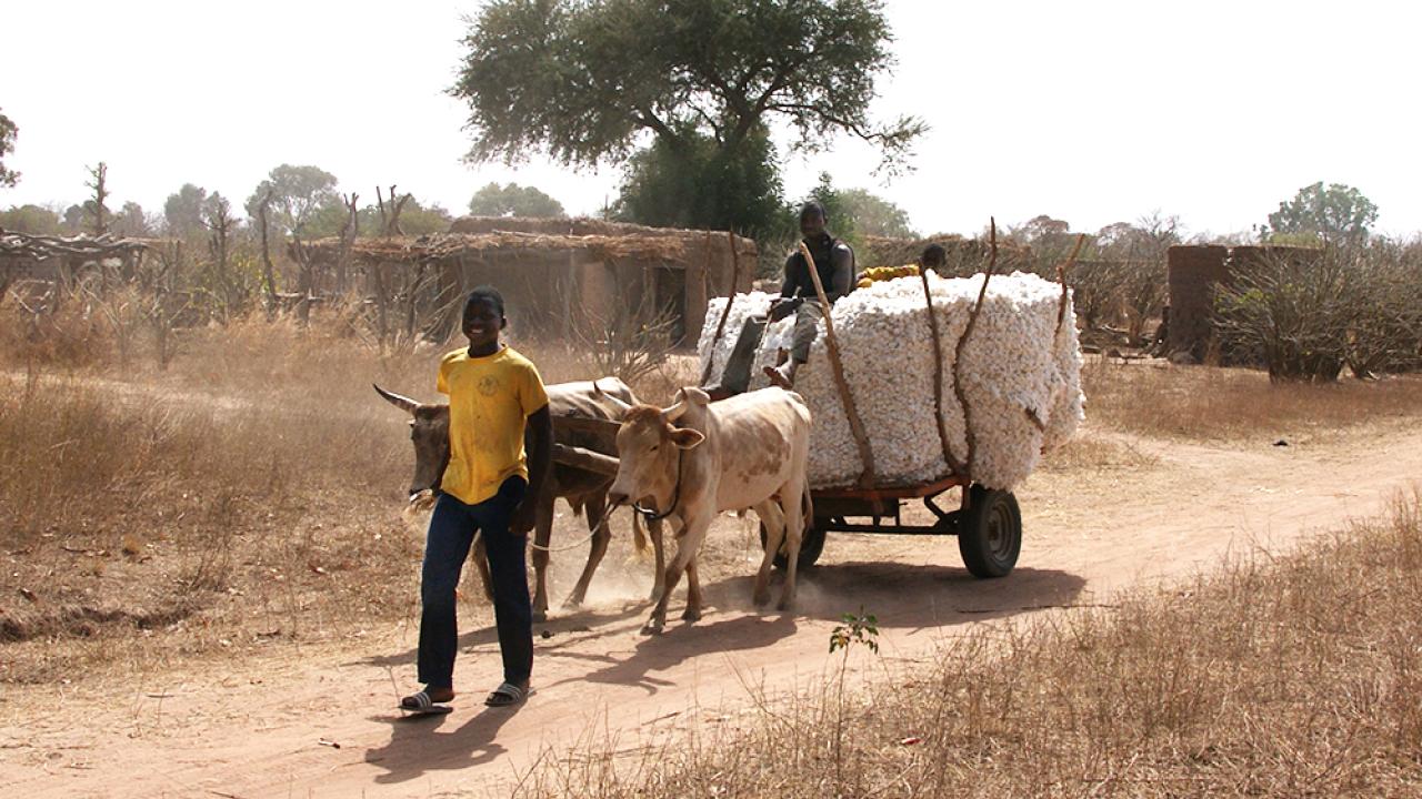 Burkina Faso cotton farmers