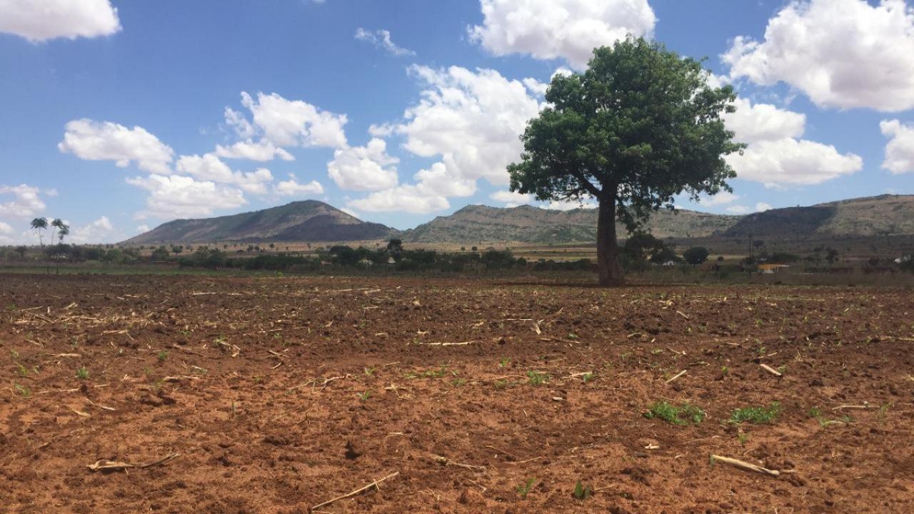 field in Tanzania