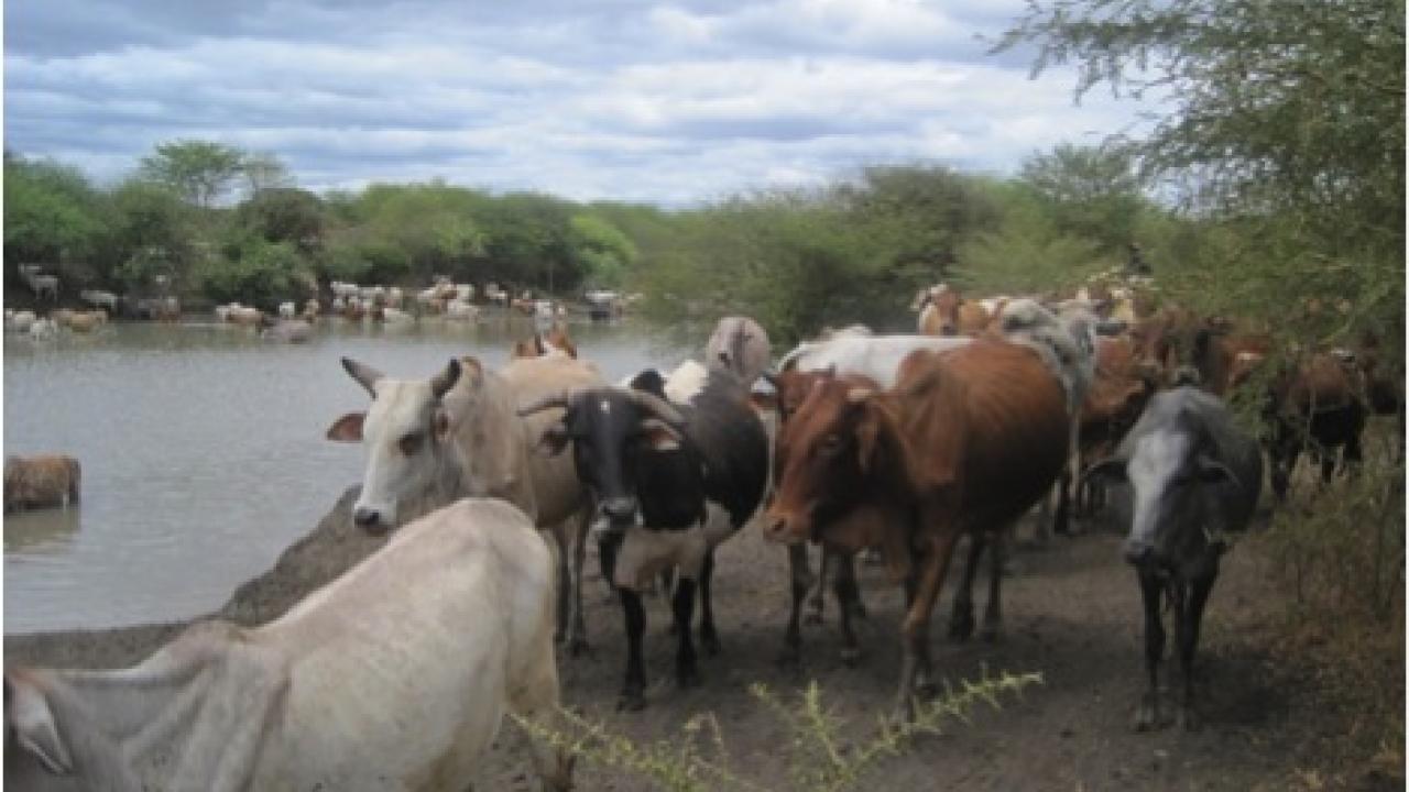 Drought-stricken cows