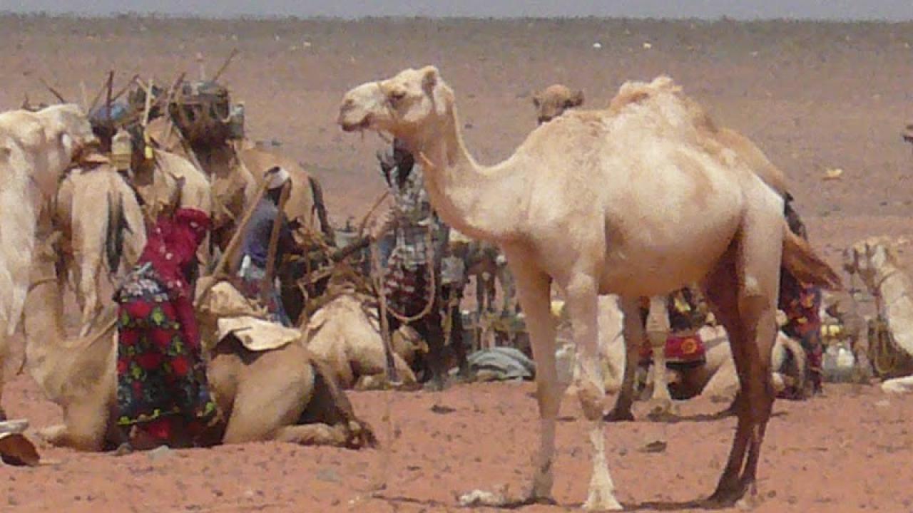 Camel cluster near Maikona