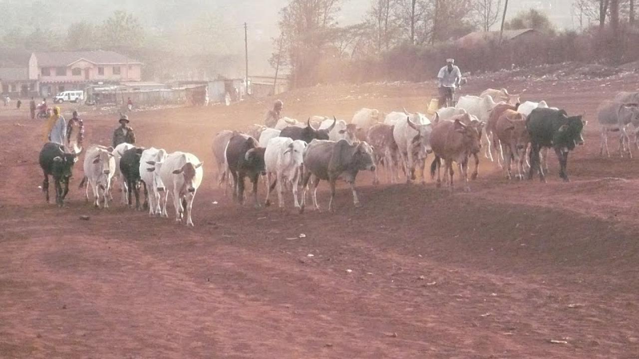 Cattle trotting