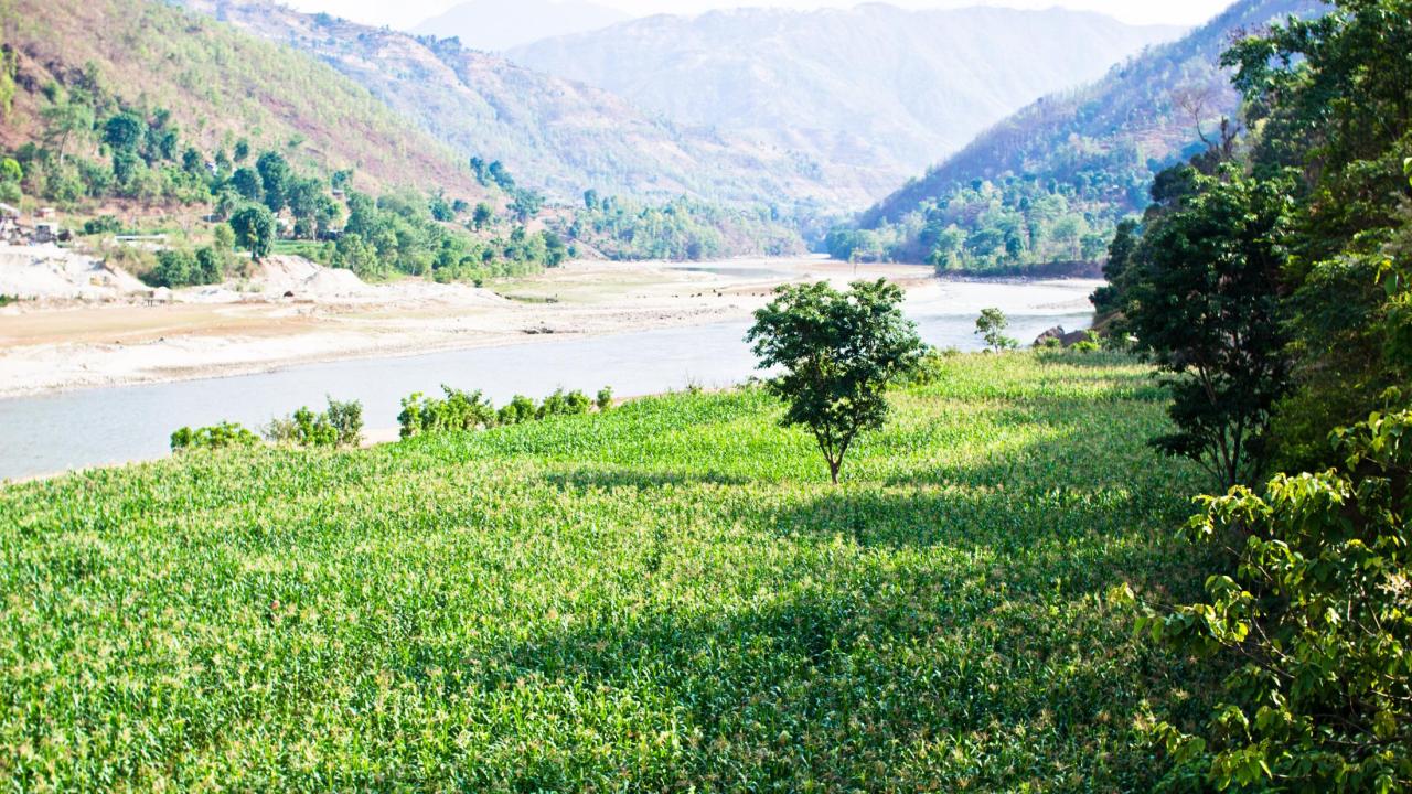 Nepal rice farm