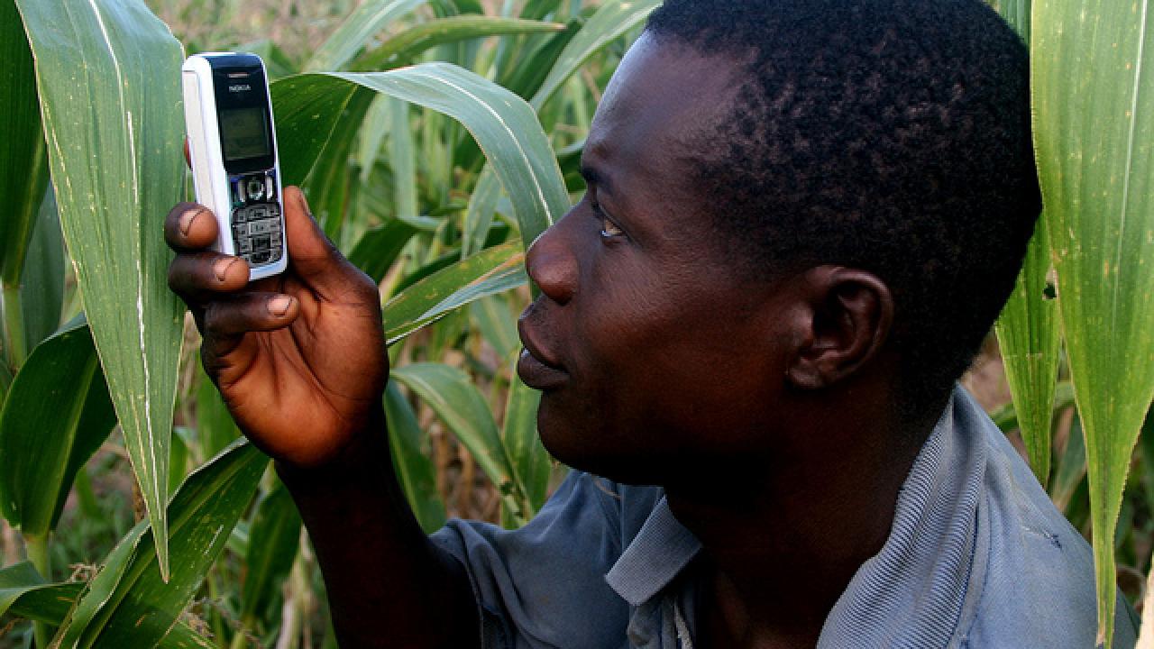 AMA Innovation farmer using phone