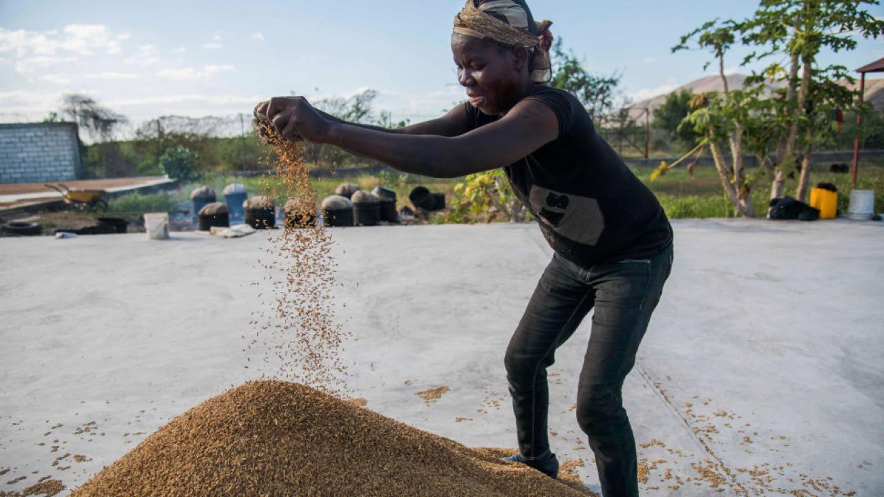 Haiti rice farmer