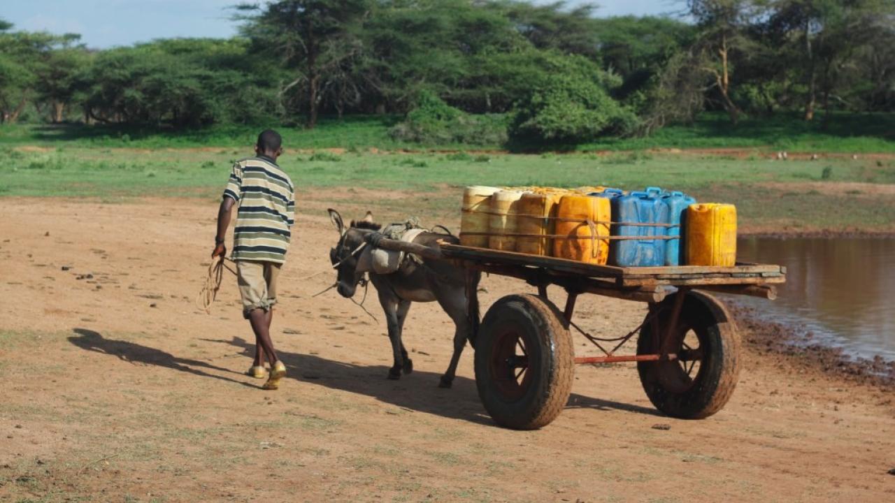 Donkey pulling cart