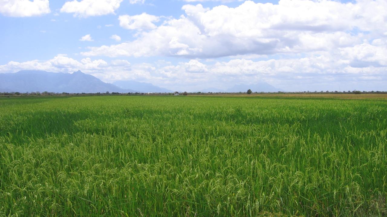 Rice field