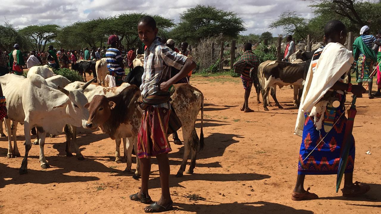 Cattle market in Samburu, Kenya / Photo credit: Geyi Zheng, UC Davis cattle market Samburu Kenya