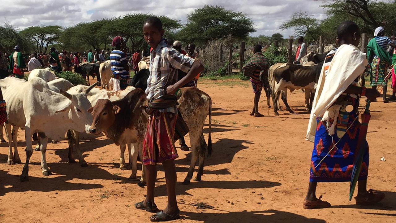 cattle market Samburu Kenya