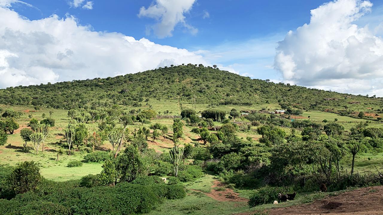 Pasture in Samburu, Kenya in November 2019