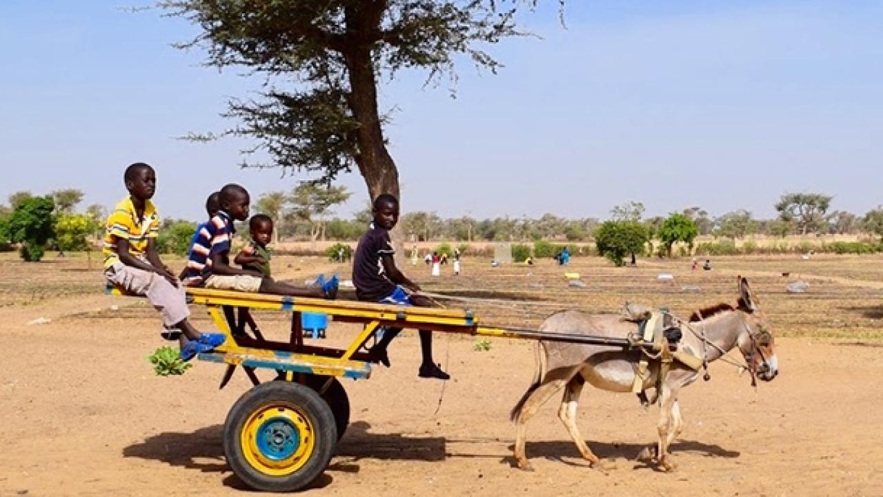 Irrigation project in Senegal